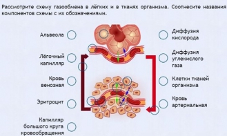 Интерактивные курсы. Биология 9 класс. Расширенный. - fgospostavki.ru - Новоалтайск