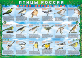 Комплект таблиц "Птицы России (4 листа)" (100х140 сантиметров, винил) - fgospostavki.ru - Новоалтайск