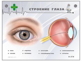 Интерактивный стенд "Строение глаза" - fgospostavki.ru - Новоалтайск