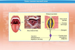 Интерактивные курсы. Биология 10 класс. Расширенный. - fgospostavki.ru - Новоалтайск
