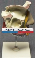 Модель "Разрез носоглотки" - fgospostavki.ru - Новоалтайск
