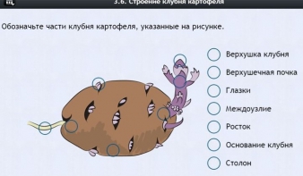Интерактивные курсы. Биология 6 класс. Расширенный - fgospostavki.ru - Новоалтайск