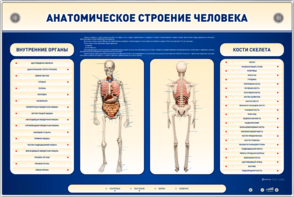 Электрифицированный стенд-тренажер c макетом скелета "Анатомическое строение человека" - fgospostavki.ru - Новоалтайск