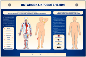 Электрифицированный стенд-тренажер "Остановка кровотечения" - fgospostavki.ru - Новоалтайск
