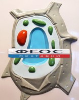 Модель барельефная "Растительная клетка" - fgospostavki.ru - Новоалтайск