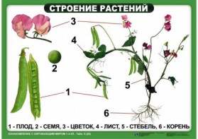 Комплект таблиц "Ознакомление с окружающим миром 1-4 класс" - fgospostavki.ru - Новоалтайск