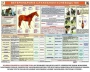 Комплект плакатов "Служебное коневодство" - fgospostavki.ru - Новоалтайск
