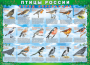 Комплект таблиц "Птицы России (4 листа)" (100х140 сантиметров, винил) - fgospostavki.ru - Новоалтайск