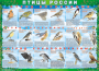 Комплект таблиц "Птицы России (4 листа)" (100х140 сантиметров, винил) - fgospostavki.ru - Новоалтайск