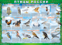 Комплект таблиц "Птицы России (4 листа)" (100х140 сантиметров, винил) - fgospostavki.ru - Новоалтайск