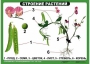 Комплект таблиц "Ознакомление с окружающим миром 1-4 класс" - fgospostavki.ru - Новоалтайск